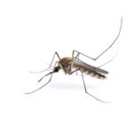 Insect Mosquito