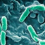 bacterie.jpg_1