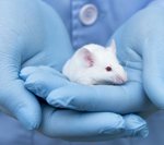 3rs-picture-mouse-animal-testing