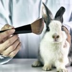 Cosmetics test on rabbit animal, Scientist or pharmacist do research chemical ingredients test on animal in laboratory, Cruelty free and stop animal abuse concept.