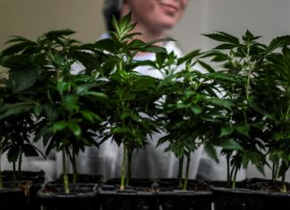 Cannabis «thérapeutique»: une appellation «abusive», selon l’Académie de pharmacie