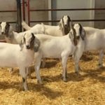 Surrogate father pigs goats could improve food security