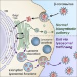 NIH scientists discover key pathway in lysosomes that coronaviruses use to exit cells